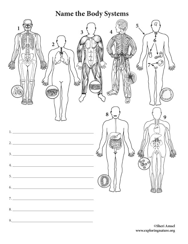 black body radiation experiment pdf viewer